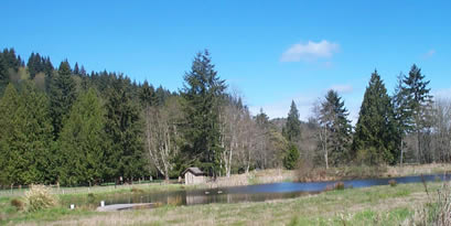 pond.jpg